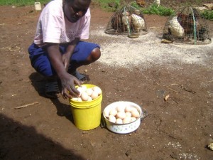 Joan tending to chicken eggs in Kitale, Kenya.