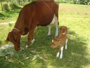 Christmas 2011 cow with newborn calf!