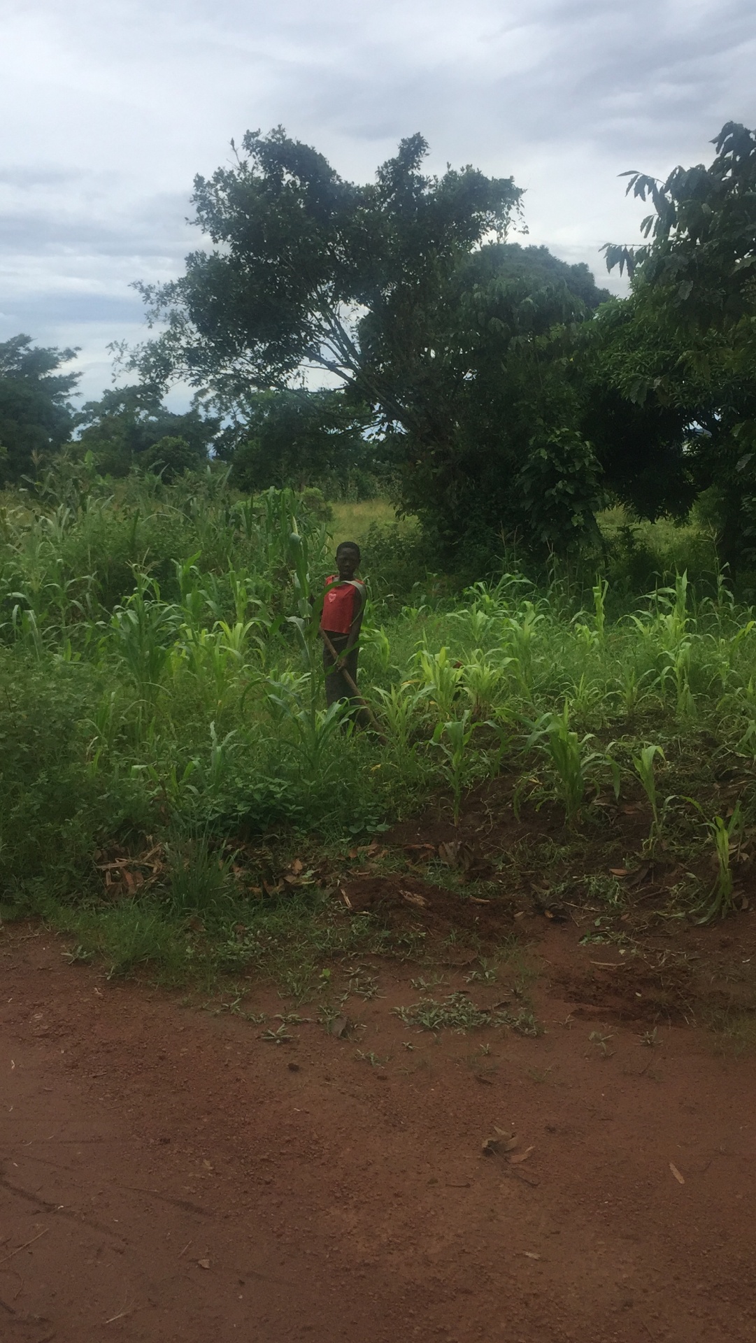 Student walking through a field in rural Uganda